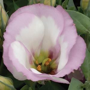lisianthus_sapphire_pink_rim5