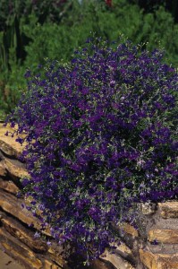 lobelia_regatta_marine_blue