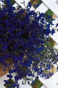 lobelia_regatta_midnight_blue