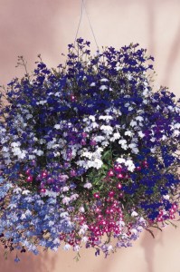 lobelia_regatta_mix2
