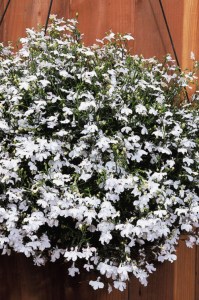 lobelia_regatta_white2