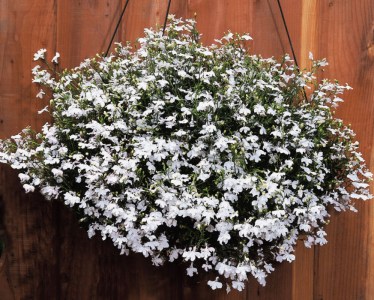 lobelia_regatta_white