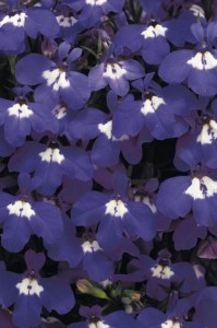 lobelia_riviera_blue_eyes