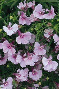 lobelia_riviera_lilac