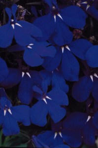 lobelia_riviera_midnight_blue