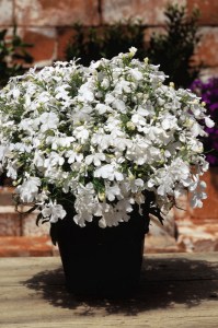 lobelia_riviera_white