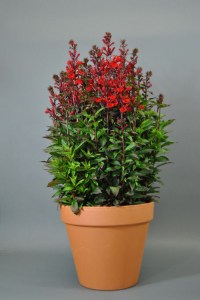 lobelia_starship_scarlet3