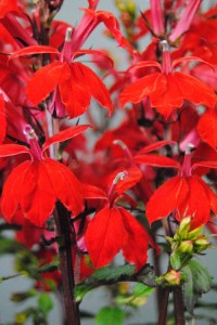 lobelia_starship_scarlet