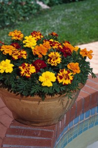 marigold_durango_outback_mix