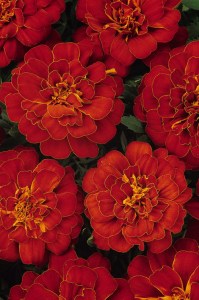 marigold_durango_red