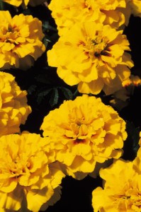 marigold_janie_bright_yelow