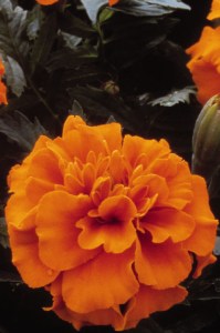 marigold_janie_deep_orange