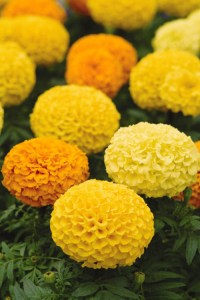 marigold_marvel_mix