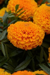 marigold_marvel_orange
