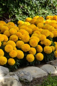 marigold_taishan_gold28