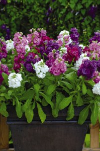 mathiola_hot_cakes_mix