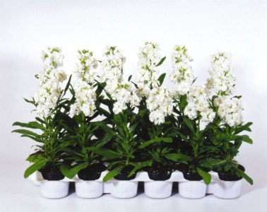 mathiola_hot_cakes_white2