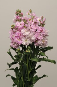 mathiola_katz_cherry_blossom6