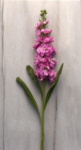 mathiola_katz_pink_22