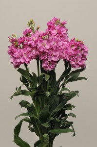 mathiola_katz_pink_232