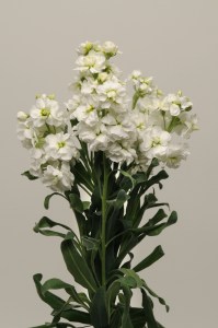 mathiola_katz_white5