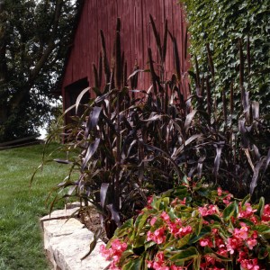 millet_purple_majesty2