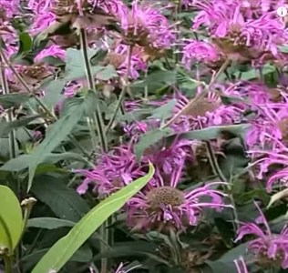 monarda