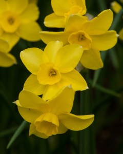 Narcis Fidan