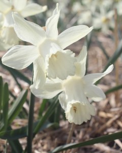 Narcis Snow Baby