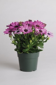 osteospermum_akila_lavender_shades2
