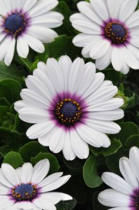 osteospermum_akila_white_purple_eye
