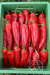 bio paprika, paprika korosko, semena reinsaat, semená papriky, sladká paprika,