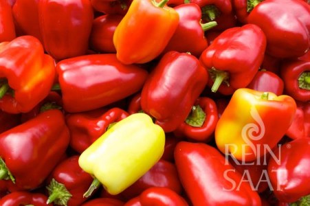 semená papriky