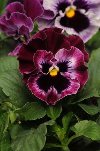 pansy_fizzle_siizle_raspberry