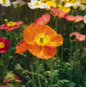 papaver_champagne_bubbles_mix2