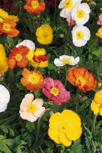 papaver_champagne_bubbles_mix