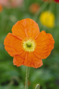 papaver_champagne_bubbles_orange
