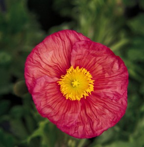 papaver_champagne_bubbles_pink2