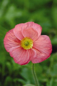 papaver_champagne_bubbles_pink
