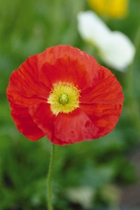 papaver_champagne_bubbles_scarlet
