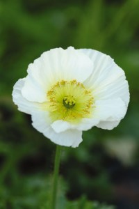 papaver_champagne_bubbles_white
