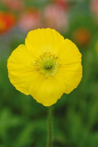 papaver_champagne_bubbles_yellow