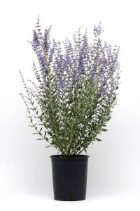 perovskia_blue_steel3