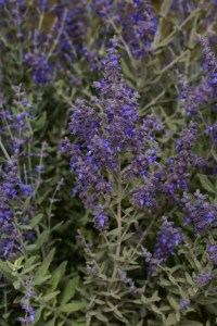 perovskia_blue_steel4