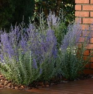 perovskia_blue_steel5