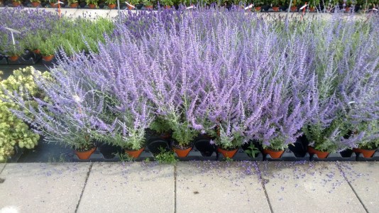 perovskia_blue_steel