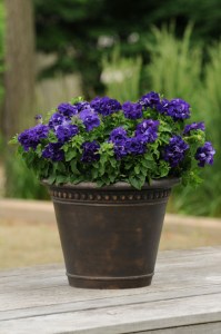 petunia_double_cascade_blue2