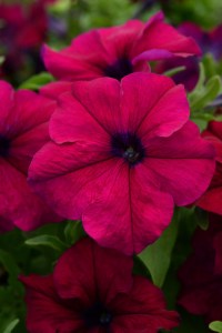 petunia_dreams_burgundy_improved2