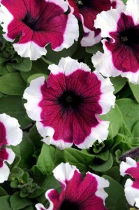 petunia_dreams_burgundy_picotee