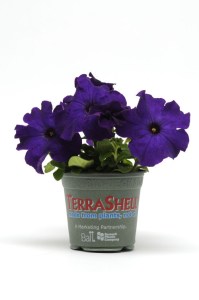 petunia_dreams_midnight